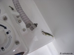 The fish in the yacht-toilet